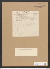 Surirella hochstetteri Ehr. (de-Toni-Nr.: Genus 53, Species 2320) Zeichnungen Sammlung Grunow Nr. 4767 (NHMW-BOT-W0372888)